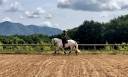 Caballo castrado Lusitano En venta 2017 Tordo por ARAGAO (PRT)