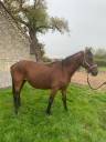 Yegua de ganadería Connemara En venta 2012 Bayo por STONNEWALL
