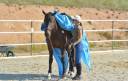Caballo castrado Pura Sangre Inglés Media-Pensión 2021 Bayo
