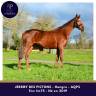 Caballo castrado AQPS En venta 2019 Alazán