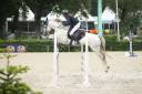 Caballo castrado PFS Poni Françés de Silla En venta 2015 Tordo