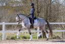 Caballo castrado Lusitano En venta 2021 Tordo por Aslan du Fesquet