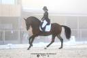 Dior du Fesquet - Lusitano 2013 por Rubi Ar