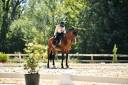 Dior du Fesquet - Lusitano 2013 por Rubi Ar