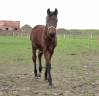 Potranca Caballo de Silla En venta 2024 Bayo por PEPPERMILL
