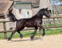 Potranca Frisón En venta 2024 Negro por Alwin 469 Sport AAA Préférent