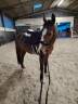 Potranca PFS Poni Françés de Silla En venta 2021 Bayo moreno por Vertigo de Châtelain