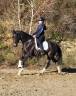 Yegua KWPN Caballo de Deporte Neerlandés En venta 2020 Bayo moreno por Le Formidable