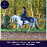 Caballo castrado Pura Sangre En venta 2019 Tordo