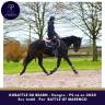 Caballo castrado Pura Sangre En venta 2020 Bayo