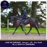 Caballo castrado Pura Sangre En venta 2021 Bayo
