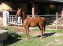 Semental Arabe En venta 2010 Alazán por NABATH