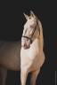 Semental Lusitano En venta 2017 Perlino por Ourem
