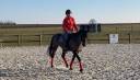 Caballo castrado PFS Poni Françés de Silla En venta 2015 Bayo por No Records.