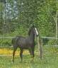 Potranca Zangersheide En venta 2023 Negro por Querido VG Z