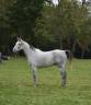 Caballo castrado Anglo-Arabe En venta 2017 Tordo