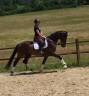 Caballo castrado KWPN Caballo de Deporte Neerlandés En venta 2018 Bayo moreno por Expression