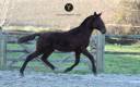 Potro Lusitano En venta 2023 Bayo moreno por XEQUE MATE RT