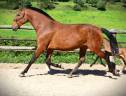 Yegua Lusitano En venta 2020 Bayo
