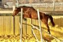 Caballo castrado Silla Francés En venta 2021 Bayo por shaloubet eygalieres