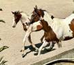 Potranca sBs Caballo de Deporte Belga En venta 2024 Pío
