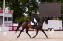 Caballo castrado Hannoveriano En venta 2014 Negro