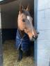 Yegua sBs Caballo de Deporte Belga En venta 2009 Bayo por TOULON