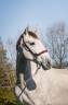 Caballo entero PRE Pura Raza Española En venta 2022 Tordo por FER BAGO