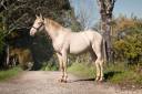 Caballo entero PRE Pura Raza Española En venta 2022 Perlino por ODIN ONIX