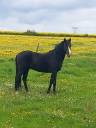 Semental Arabe En venta 2018 Negro por darq sambuca
