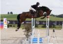 Caballo castrado Hannoveriano En venta 2014 Bayo por Vivant vd Heffinck