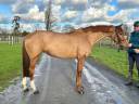 Yegua Silla Francés En venta 2020 Alazán por MYLORD CARTHAGO