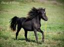 Potro Origine Constatée En venta 2023 Negro por Hazelnut Ice (welsh part bred pp)