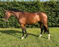 Yegua Caballo de Silla En venta 2017 Bayo