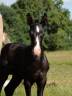 Potro Akhal Teke En venta 2024 Negro por PLYUSH DE KADEDZA