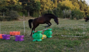 Yegua Otra Raza de Poni En venta 2020 Bayo moreno por Shawa de Lis (shagya)