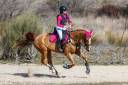 CABALLO DE DEPORTE ESPAÑOL ALAZÁN DE COMPLETOS
