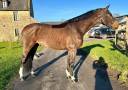 Caballo castrado Silla Francés En venta 2018 Bayo por CONTENDRO