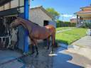 SE VENDE CABALLO DE RAID