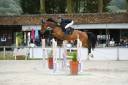 Caballo castrado AES Anglo European Studbook En venta 2013 Bayo por BALOUBET DU ROUET