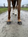Caballo castrado Silla Francés En venta 2018 Alazán por BALOUBET DU ROUET