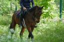 Caballo castrado Pura Sangre En venta 2021 Bayo moreno