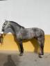 Caballo pura sangre lusitano con 5 años 