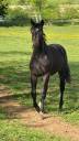 Caballo entero Silla Francés En venta 2024 Bayo moreno por Danciano  (han)