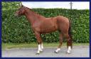 Caballo castrado Zangersheide En venta 2018 Alazán por FOR PLEASURE