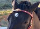 Frontalera clásica barroca Lazypony / Baroque browband