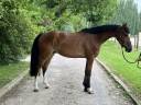 Caballo castrado Zangersheide En venta 2018 Bayo por Chacoon Blue