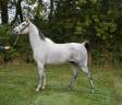Caballo castrado Anglo-Arabe En venta 2017 Tordo