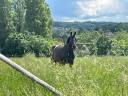 Caballo castrado Silla Francés En venta 2013 Bayo moreno por Arc de Triomphe