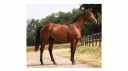 Caballo entero Silla Francés En venta 2020 Bayo por ROYAL FEU